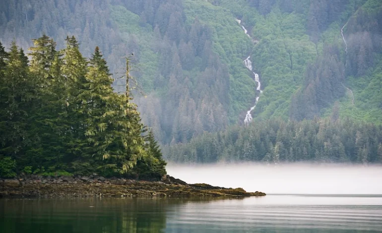 Naturbevarelse globalt. Hvad gør verden for at genoprette natur?